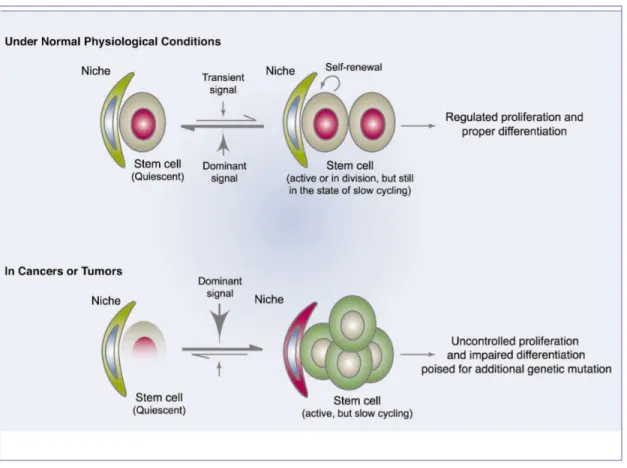 Figure 6. Comparison of the niches under normal and cancerous conditions.   The stem cell niche  under  normal  physiological  conditions  provides  an  environment  that  predominantly inhibits  proliferation  and  differentiation