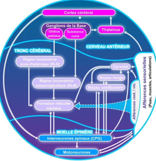 Figure 2. Structures centrales et périphériques du système nerveux central, impliquées dans la 