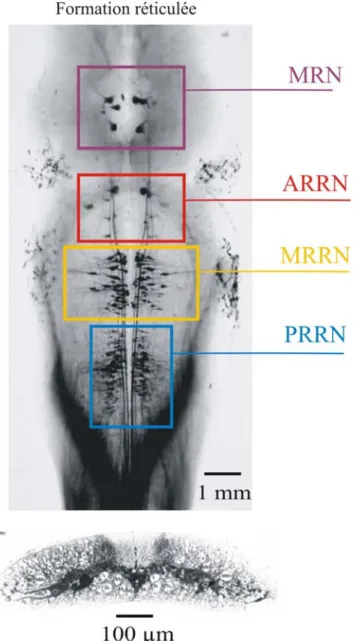 Figure 3. Les cellules RS de la 
