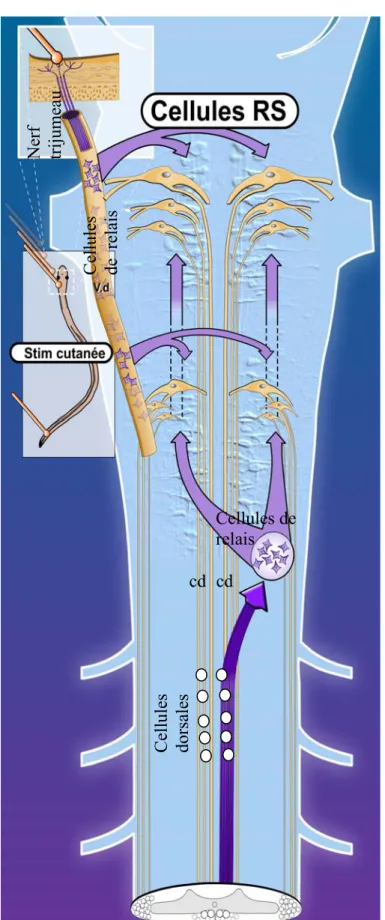 Figure 4. L’activation des cellules 
