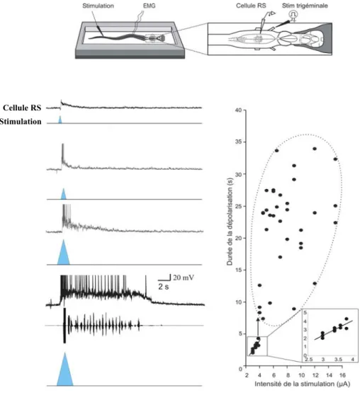 Figure 5. La courbe stimulation-réponse des cellules RS. Panneau du haut,  La préparation de  lamproie semi-intacte a été utilisée pour étudier les variations de potentiel membranaire des cellules  RS du MRRN en réponse à la stimulation mécanique de la pea