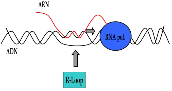 Figure 12 : Schéma d’un R-loop. À la sortie de l’ARN polymérase, l’ARN naissant  s’hybride avec le brin d’ADN complémentaire laissant le brin d’ADN non complémentaire  non apparié