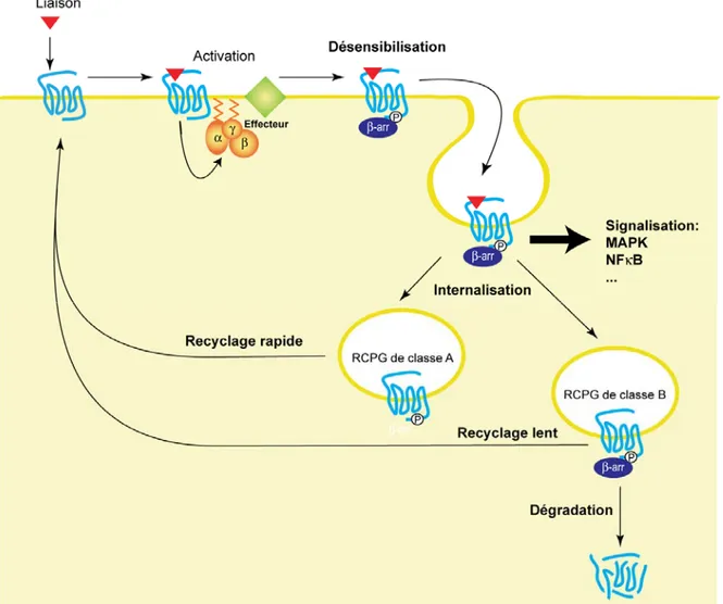 Figure 4. Désensibilisation, internalisation et recyclage des RCPGs.  