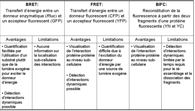 Tableau I. Avantages et limitations des différentes approches basées sur la  fluorescence utilisées pour l’étude de l’assemblage oligomérique des RCPGs