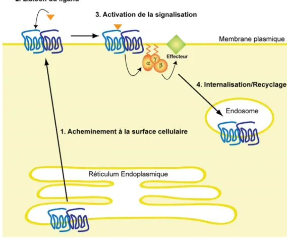 Figure 5. Rôles de l’assemblage oligomérique RCPG/RCPG dans le cycle de vie des  récepteurs