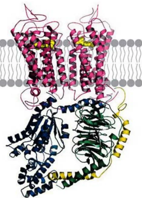 Figure 6. Structure hypothétique d’un dimère de RCPGs sous lequel se trouve une  seule protéine G hétéro-trimérique