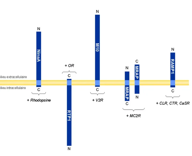 Figure 8. Comparaison de la topologie de structure des protéines accessoires à 1 TM. 