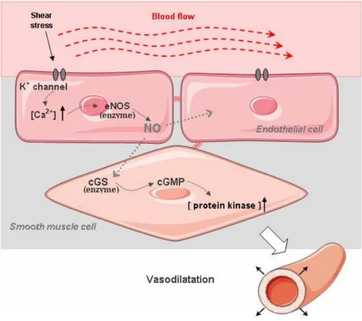 Figure 2-3: The pathway of endothelial derived relaxing factor release [12-14]. 