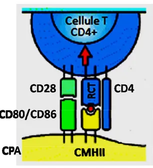 Figure 1.1  Présentation antigénique par une CPA à un lymphocyte T CD4 +  Une fois internalisé, dégradé et apprêté, le peptide antigénique (en rouge) s’associe  à une molécule du CMH de classe II