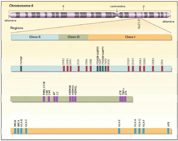 Figure 1.3 Locus du complexe majeur d’histocompatibilité chez l’humain  Le locus du CMH, situé sur le bras court du chromosome 6, contient plus de 200  gènes; ce schéma en représente une partie