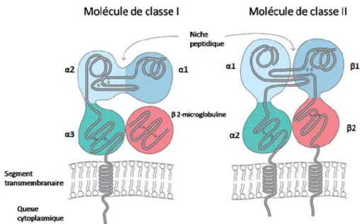 Figure 1.4 Structure des molécules du CMH 