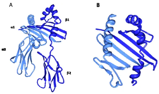 Figure 1.5 Structure tridimensionnelle d’une molécule classique du CMH-II  (A) Représentation de la région luminale de HLA-DR1; les domaines sont  représentés