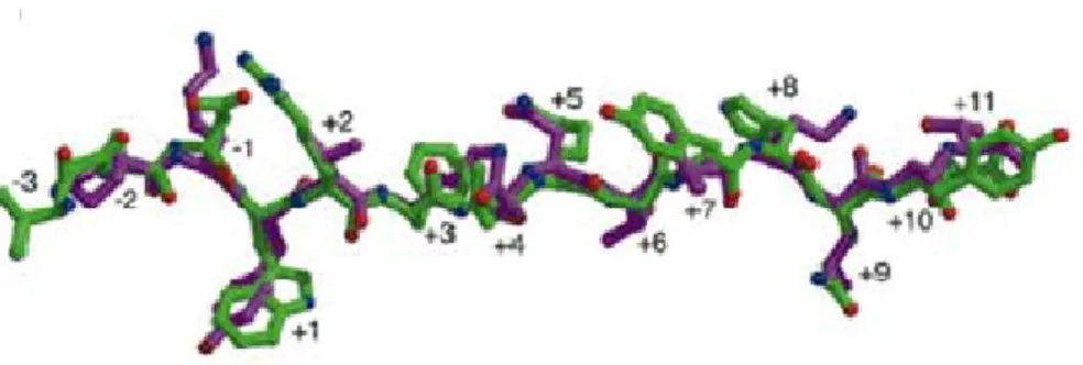Figure 1.6 Les peptides liant la niche peptidique ont une conformation  similaire 