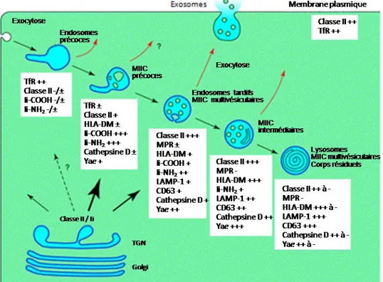 Figure 1.10 Voie de transport endosomale des molécules du CMH de classe II  Les molécules du CMH de classe II nouvellement synthétisées transitent par  l’appareil de Golgi vers la voie endosomale, la plupart du temps via les MIIC  précoces ou les endosomes