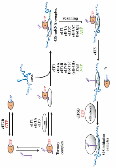 Figure 2  Les étapes de l’initiation de la traduction chez les eucaryotes.  Tiré de (Kapp and Lorsch, 2004)