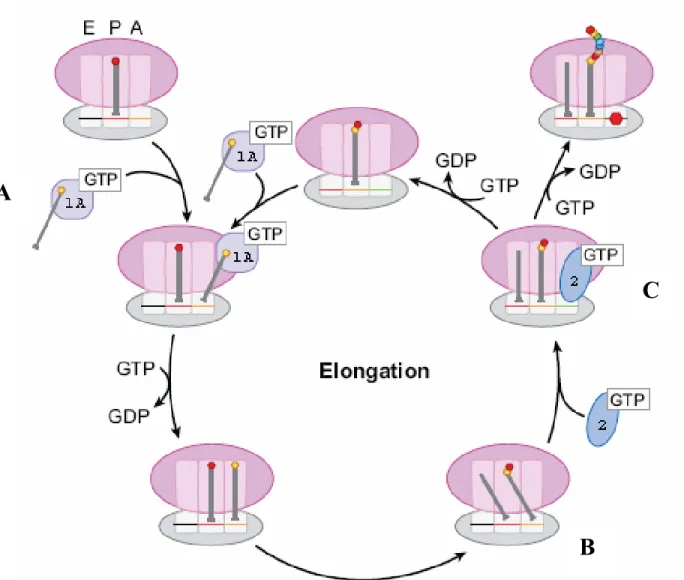 Figure 3  L’élongation de la traduction chez les eucaryotes.  Adapté de (Marshall et al., 2008)