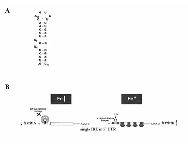 Figure 5  Structure de l’IRE et régulation traductionnelle de la Ferritin. 