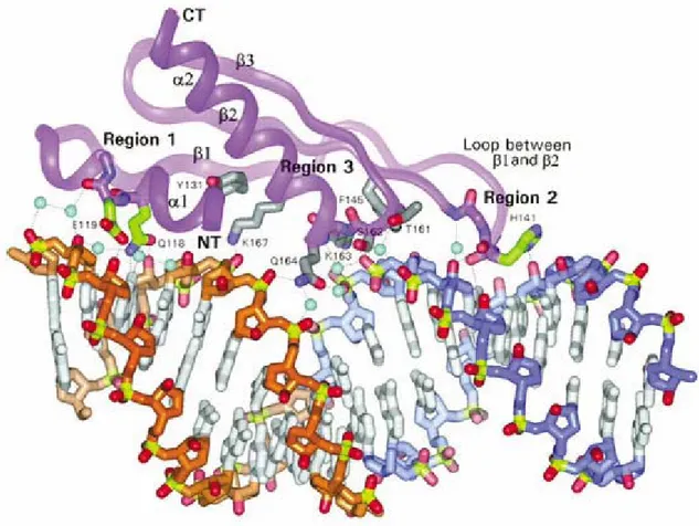 Figure 6  Structure du dsRBD2 de Xlrbpa en complexe avec l’ARN double-brin.  Le dsRBD (violet) fait contact en trois points (régions 1, 2 et 3) avec la structure d’ARN  double-brin (rouge et bleu)