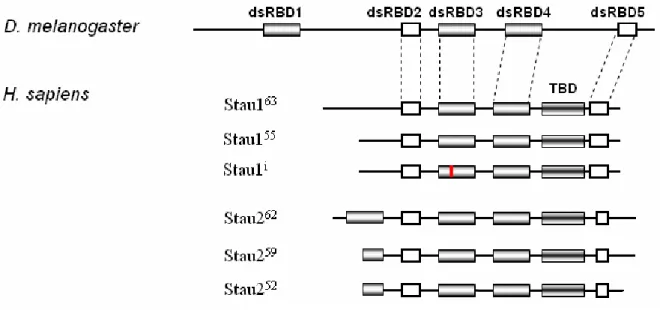 Figure 7  Représentation schématique des protéines Staufen. 