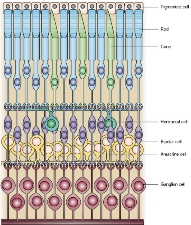 Figure 5. Histologie et types cellulaires composant la rétine mature des mammifères [51]