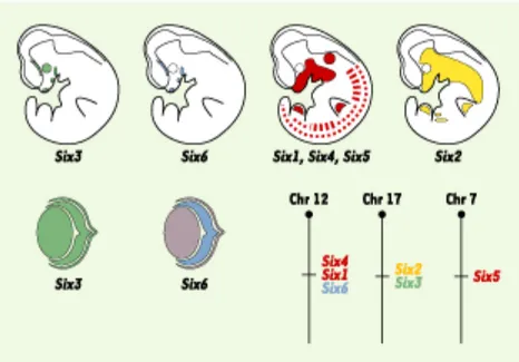 Figure  9.  Profil  d'expression  et  organisation  en  paquet  des  gènes  Six  chez  l'embryon  de  souris à E10,5
