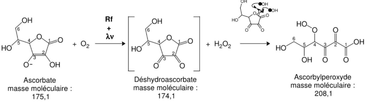 FIGURE 9. Photo-oxydation théorique de l’ascorbate en ascorbylperoxyde [4]. 