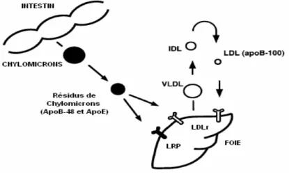 Figure 5 : La capture hépatique des lipoprotéines contenant l’apoB et l’apoE par  le récepteur des LDLs