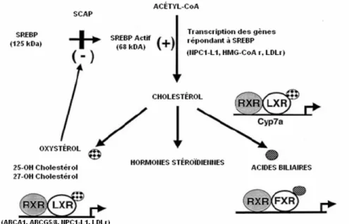 Figure 10 : Interaction entre SREBP et LXR dans le maintien de l’homéostasie du   