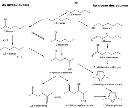 Figure 4 : Voie métabolique du n-hexane   (D’après EPA, 2005a)  