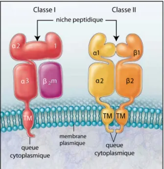 Figure  1-1.  Structures  des  molécules  du  CMH de classe I et de classe II 