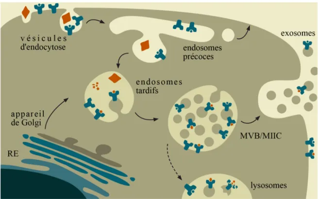 Figure 1-5. Formation des exosomes dans la voie endocytique 