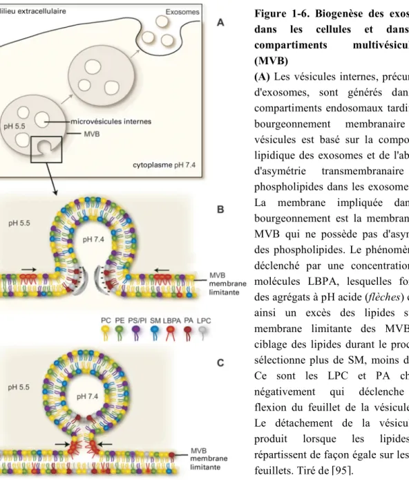 Figure  1-6.  Biogenèse  des  exosomes  dans  les  cellules  et  dans  les 