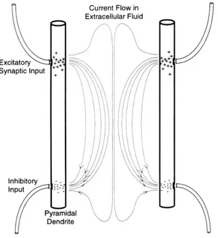 Figure 4: Formation de lignes de courants dans le milieu extra-cellulaire (36) 