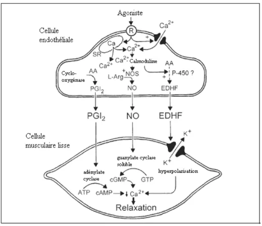 Figure 1: Schéma résumant la relâche des facteurs de relaxation des cellules endothéliales et leurs  effets sur les cellules musculaires lisses (Vanhoutte, 2004)