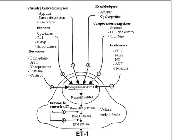 Figure 3 : Modulation de la production d’endothéline 1 (ET-1) (Vanhoutte, 2000). 