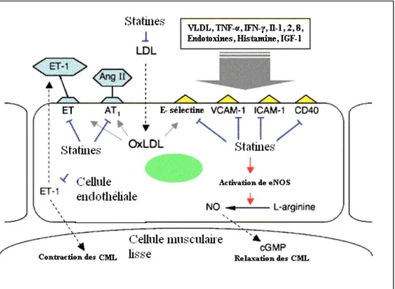 Figure  7:  Cellules  endothéliales  activées  par  des  LDL  oxydés  et  par  une  variété  de  cytokines 