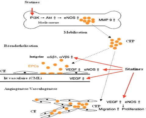 Figure  9 :  Mobilisation  des  cellules  endothéliales  progénitrices  de  la  moelle  et  contribution  à  l’angiogenèse et à la réendothélialisation (Masaaki,  2007)