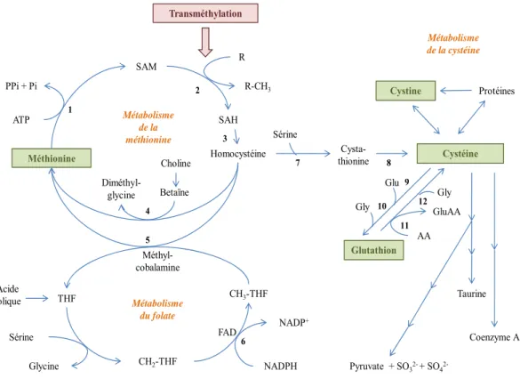 Figure 2 : Liens entre les métabolismes de la méthionine, cystéine et folate. 