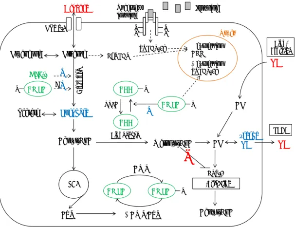 Figure 3. Résumé du métabolisme énergétique hépatique   Glucose GlycolyseHIF-1α Acétyl-CoA ATP ⇓ AMP/ATPLipogenèse TGRéserve TGGlucoseTCAACCAMPKMalonyl-CoAβ-oxidationPyruvate+ACCAMPKAMPK-Acétyl-CoAVLDLAGTG Lipo-protéine+?GLUT-2GlycogèneLactateAMPCPT-1AGAMPK+SREBP-1cChREBP  ⇑ expression ACC⇓ expression SREBP-1cNoyauInsulineRécepteurinsulinePP2APPPPPPPP