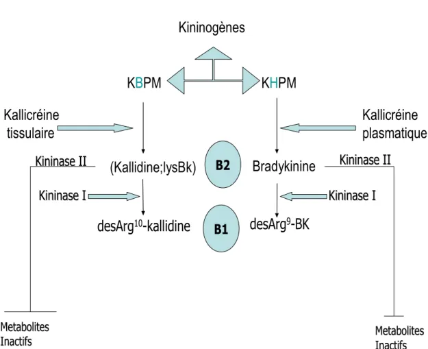 Figure 5. Schéma illustrant  le système kallicreine-kinine. 