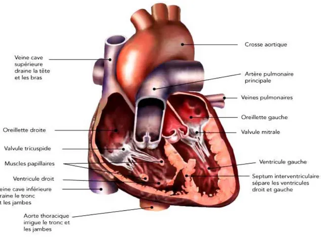 Figure 1.1 : Représentation schématique de l’anatomie du cœur. 