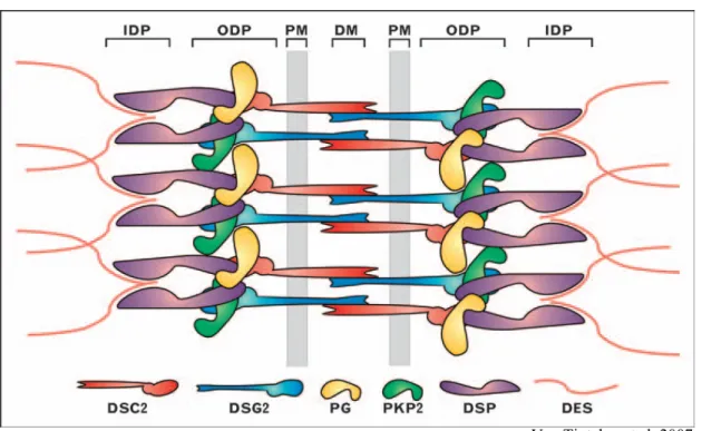 Figure 1.5 : Représentation schématique de l’organisation relative des composantes majeures  des desmosomes : La membrane plasmatique (PM) lie la desmocolline 2 (DSC2) et la desmogléine 2 