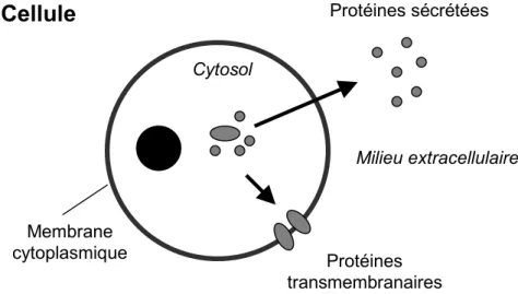 Figure 1.1 La sécrétion des protéines