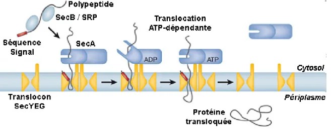 Figure 1.2 La voie générale de sécrétion bactérienne