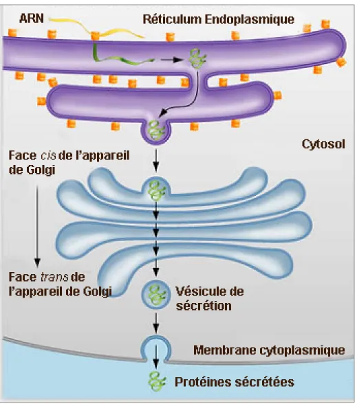 Figure 1.4 La voie de sécrétion eucaryote