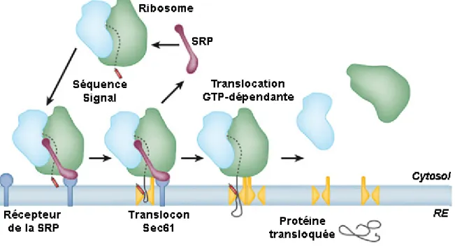 Figure 1.5 La translocation co-traductionnelle chez les eucaryotes
