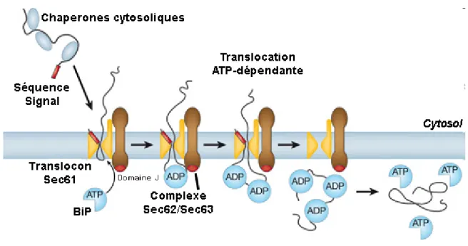 Figure 1.6 La translocation post-traductionnelle chez les eucaryotes