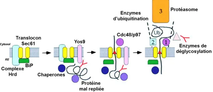 Figure 1.7 La rétrotranslocation des protéines