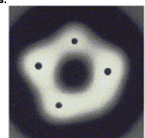 Figure 1.9 L’oligomérisation du translocon