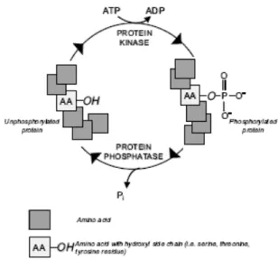 Figure 1 : Schéma général de la phosphorylation (extrait de (17)). 